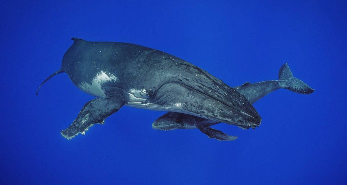 James Cameron festeja el día de la tierra con el estreno de “Secretos de las ballenas”