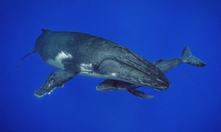 James Cameron festeja el día de la tierra con el estreno de “Secretos de las ballenas”