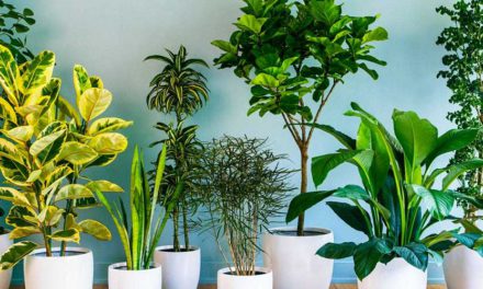 ¿Te convertiste en el señor o señora de las plantas? Entonces esto te interesa: Visita Plant Fest 2021 en CDMX.