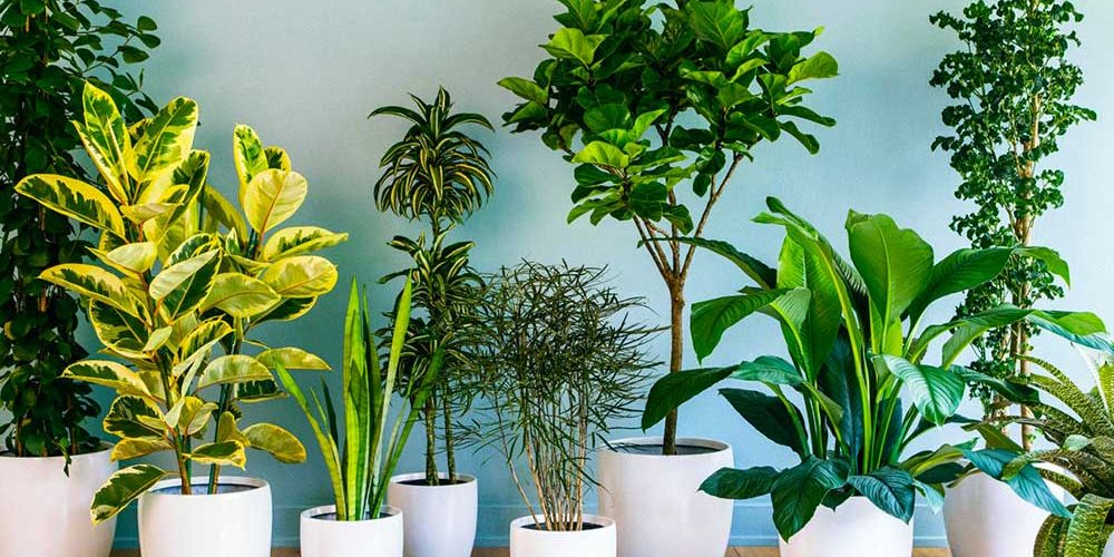 ¿Te convertiste en el señor o señora de las plantas? Entonces esto te interesa: Visita Plant Fest 2021 en CDMX.