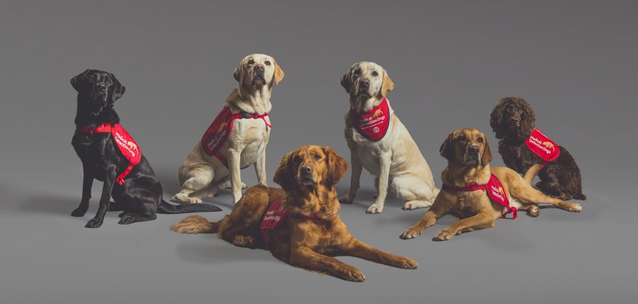 bio_detection_dogs